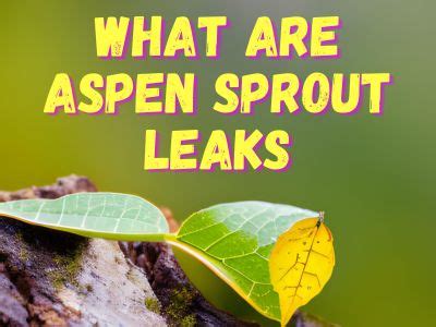 An Ultimate Guide To Aspen Sprout Leaks